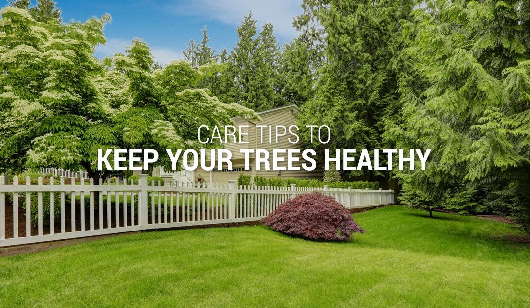 CARE TIPS TO KEEP YOUR TREES HEALTHY