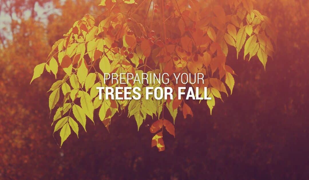 PREPARING YOUR TREES FOR FALL