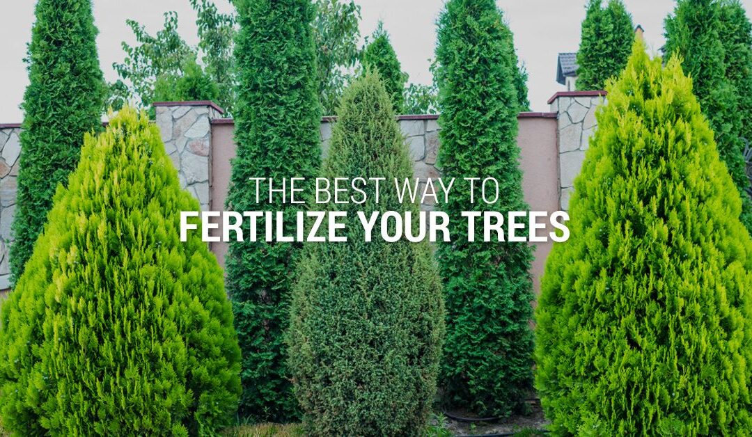 THE BEST WAY TO FERTILIZE YOUR TREES