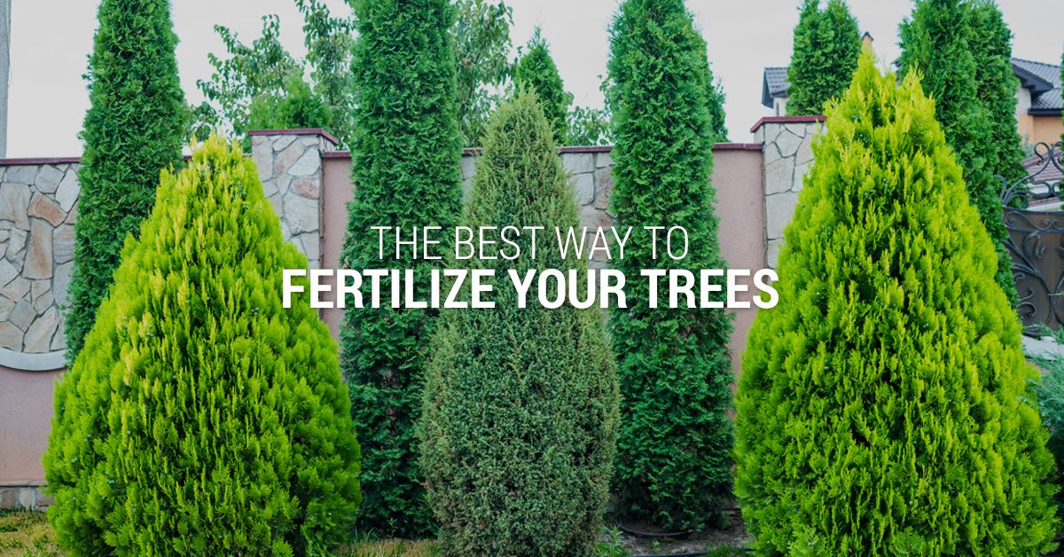 THE BEST WAY TO FERTILIZE YOUR TREES Lumber Jack and Jill Tree Service