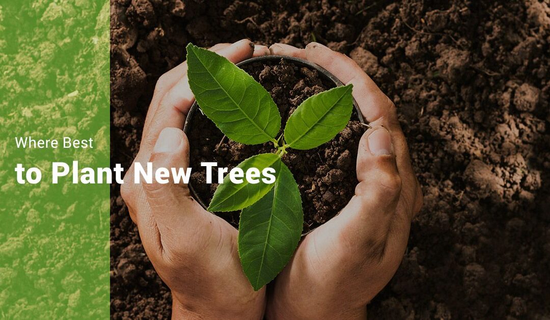 WHERE BEST TO PLANT NEW TREES