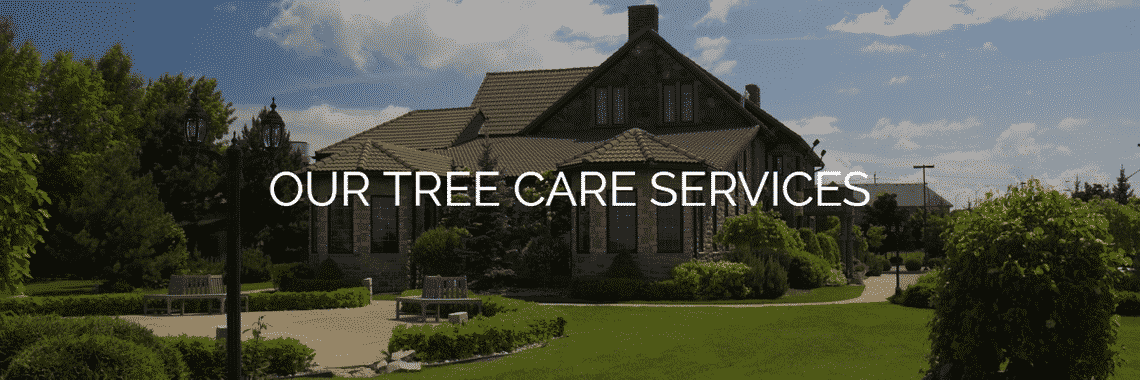 Our Tree Care Services